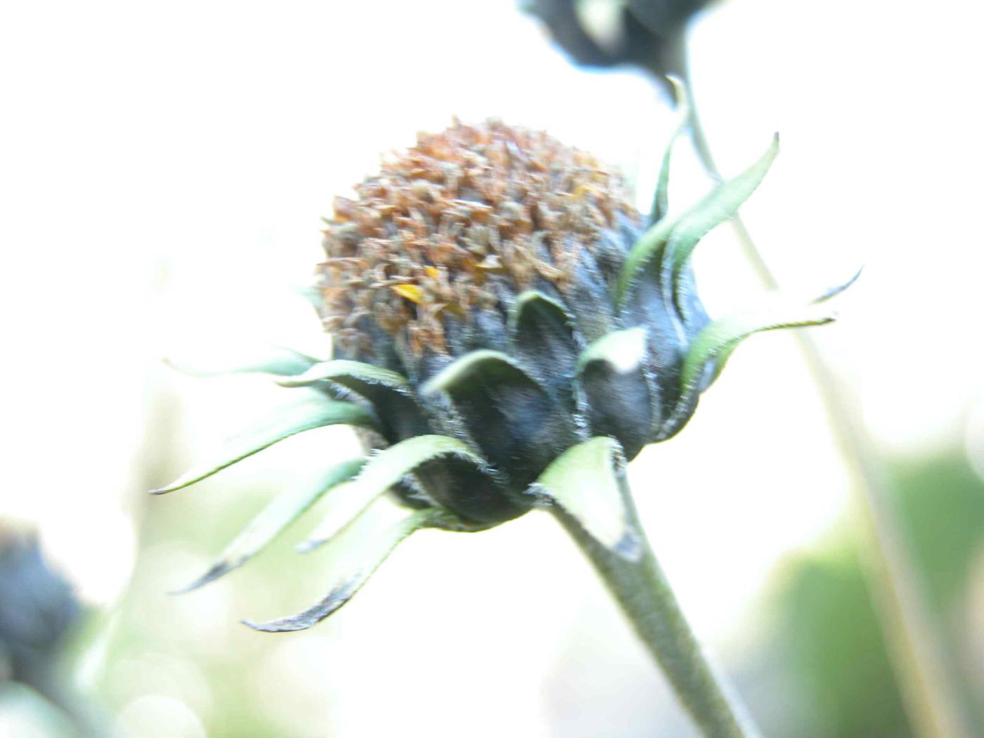 Jerusalem artichoke fruit